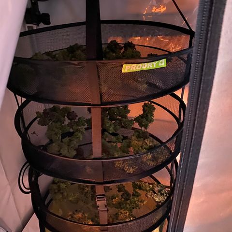 Green Gelato (Air-Pot) growlog timeline photo