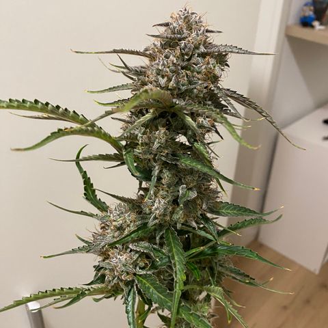 Green Gelato (Air-Pot) growlog timeline photo