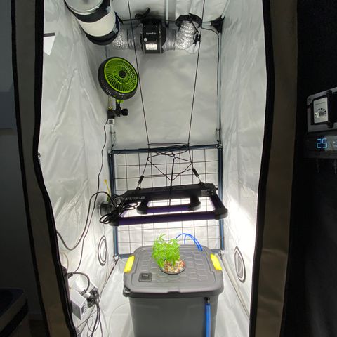 Chocolate Haze  growlog timeline photo