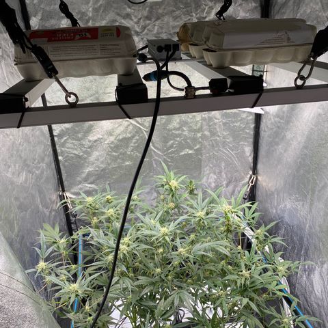 Green Gelato (Air-Pot) growlog timeline photo
