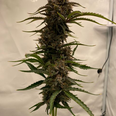 Green Gelato (Air-Pot) growlog timeline photo