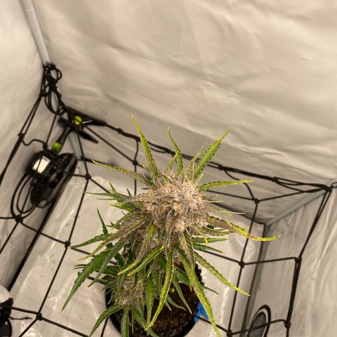 Green Gelato (Air-Pot) growlog timeline photo