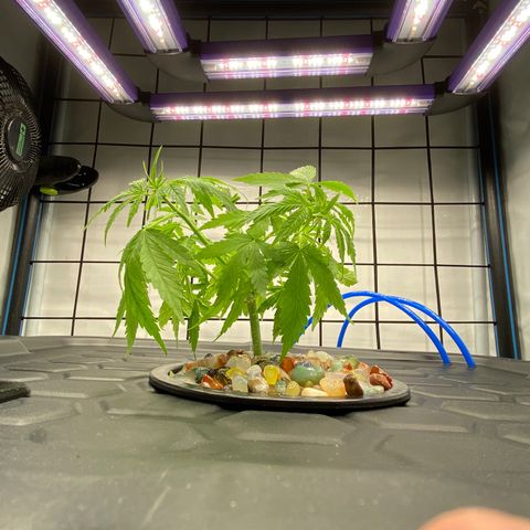 Chocolate Haze  growlog timeline photo