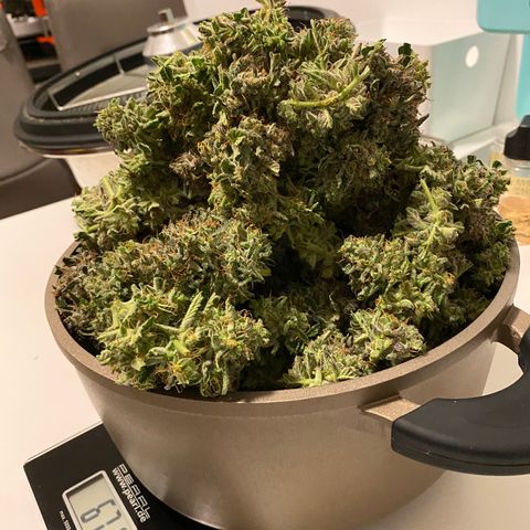 Green Gelato (Air-Pot) growlog timeline photo