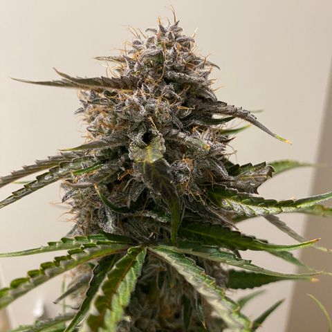 Green Gelato (Air-Pot) growlog timeline photo