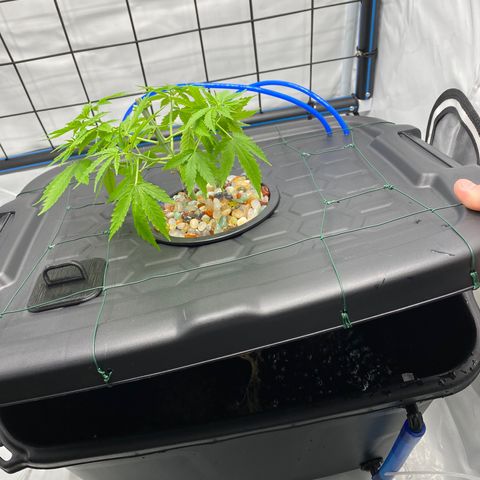 Chocolate Haze  growlog timeline photo