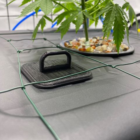 Chocolate Haze  growlog timeline photo