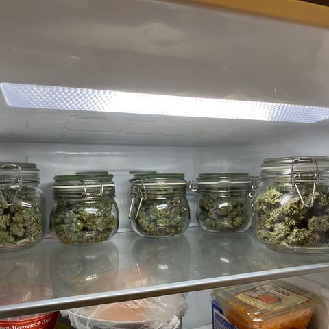 Green Gelato (Air-Pot) growlog timeline photo