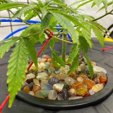 Chocolate Haze  growlog timeline photo