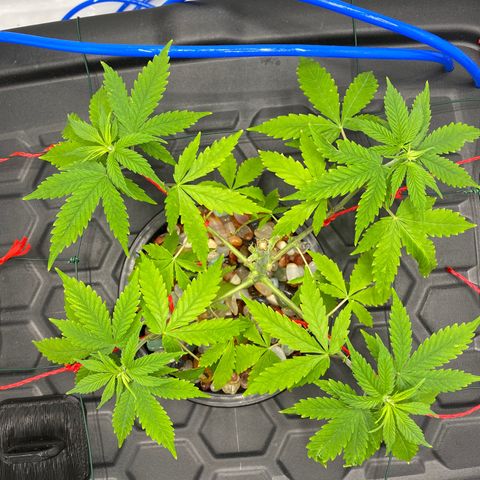 Chocolate Haze  growlog timeline photo