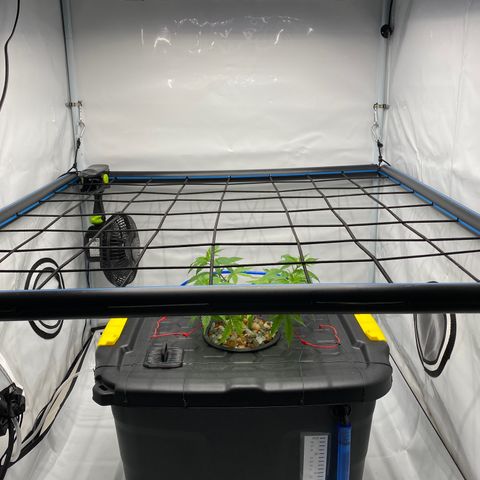 Chocolate Haze  growlog timeline photo