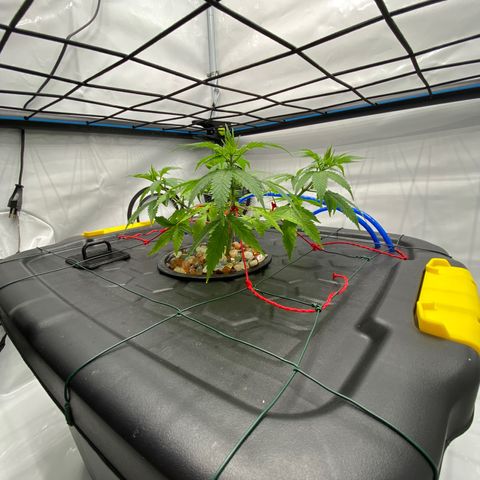 Chocolate Haze  growlog timeline photo