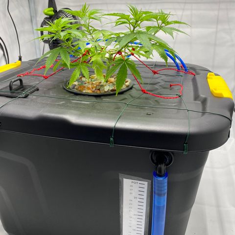 Chocolate Haze  growlog timeline photo