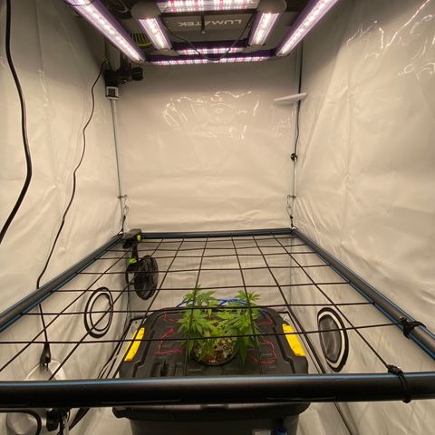 Chocolate Haze  growlog timeline photo