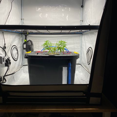 Chocolate Haze  growlog timeline photo