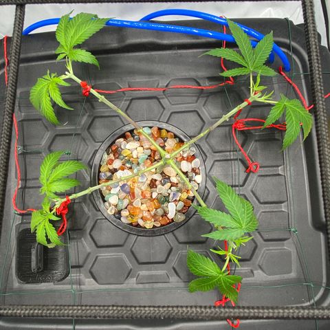 Chocolate Haze  growlog timeline photo