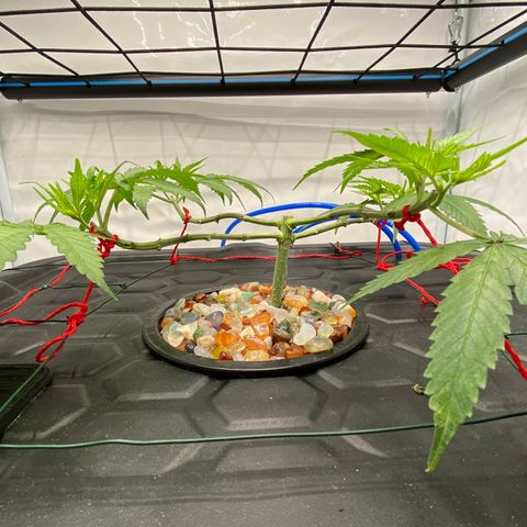 Chocolate Haze  growlog timeline photo