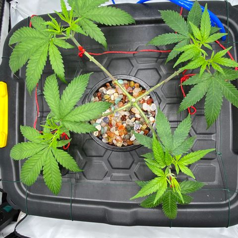Chocolate Haze  growlog timeline photo