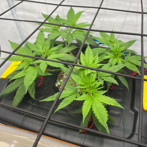 Chocolate Haze  growlog timeline photo
