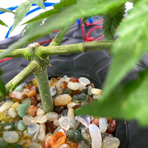 Chocolate Haze  growlog timeline photo