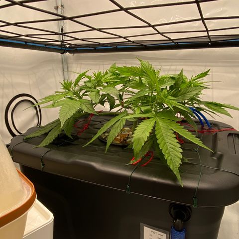 Chocolate Haze  growlog timeline photo