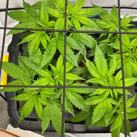 Chocolate Haze  growlog timeline photo