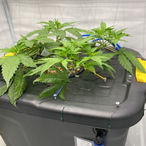 Chocolate Haze  growlog timeline photo