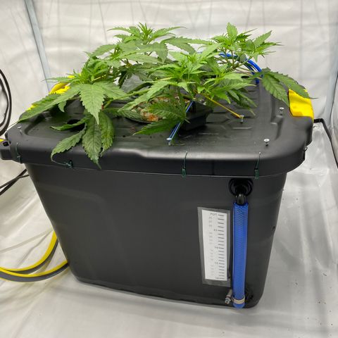 Chocolate Haze  growlog timeline photo