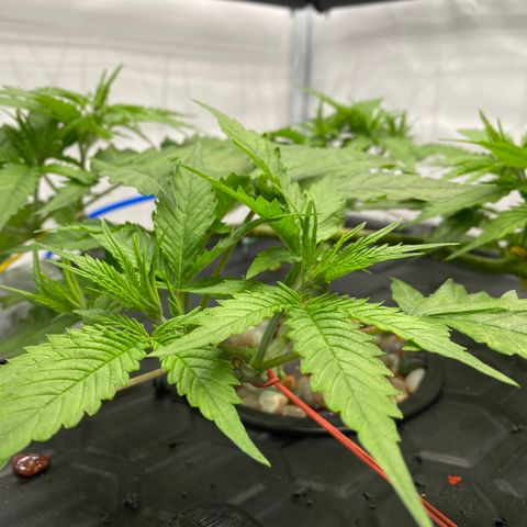 Chocolate Haze  growlog timeline photo
