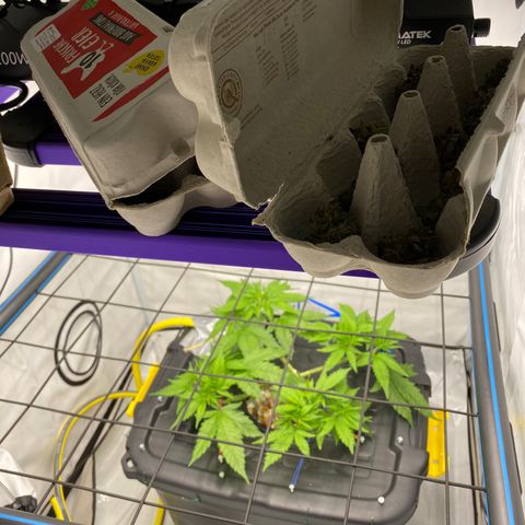 Chocolate Haze  growlog timeline photo