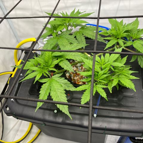 Chocolate Haze  growlog timeline photo