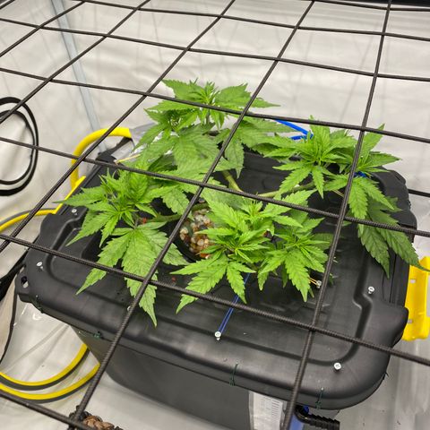 Chocolate Haze  growlog timeline photo