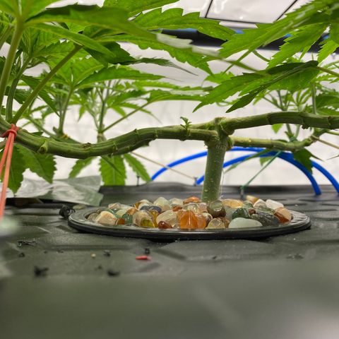 Chocolate Haze  growlog timeline photo
