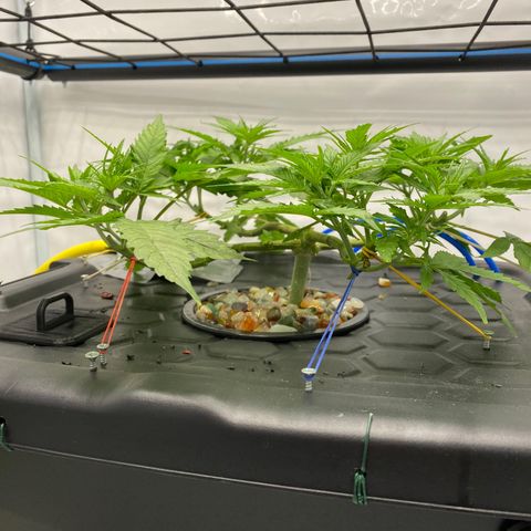 Chocolate Haze  growlog timeline photo