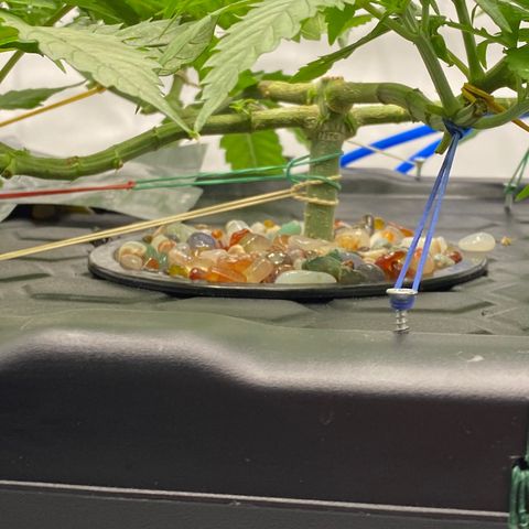 Chocolate Haze  growlog timeline photo