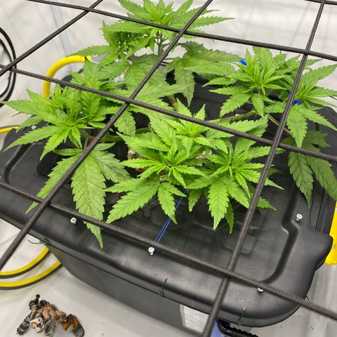 Chocolate Haze  growlog timeline photo