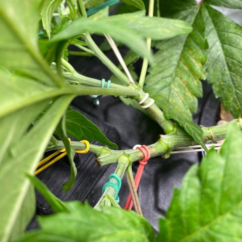 Chocolate Haze  growlog timeline photo