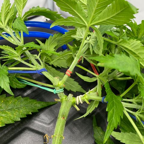 Chocolate Haze  growlog timeline photo