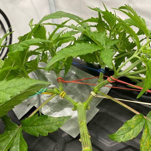 Chocolate Haze  growlog timeline photo