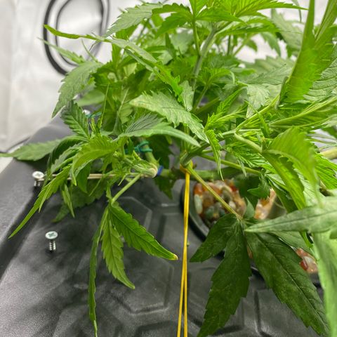 Chocolate Haze  growlog timeline photo