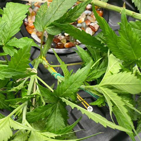 Chocolate Haze  growlog timeline photo