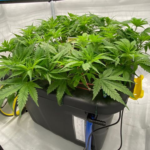 Chocolate Haze  growlog timeline photo