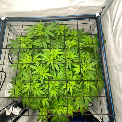 Chocolate Haze  growlog timeline photo