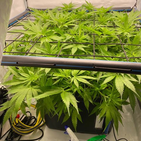 Chocolate Haze  growlog timeline photo
