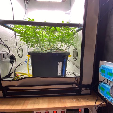 Chocolate Haze  growlog timeline photo