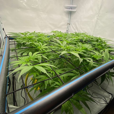 Chocolate Haze  growlog timeline photo