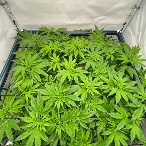 Chocolate Haze  growlog timeline photo