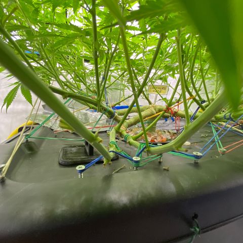Chocolate Haze  growlog timeline photo