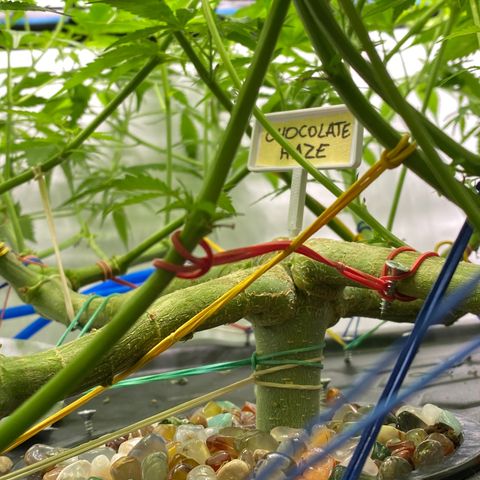 Chocolate Haze  growlog timeline photo
