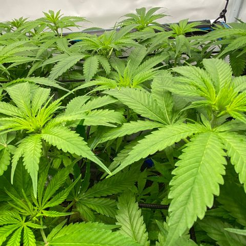 Chocolate Haze  growlog timeline photo